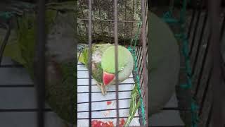 Katha Kuha Mitu Mitu A Mitu 😁😁😁😁🤣 Resimi