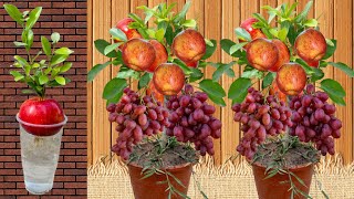 Great Technique For Grafting Apple # grape To apple trees, growing fast with eggs chicken & Potatoes