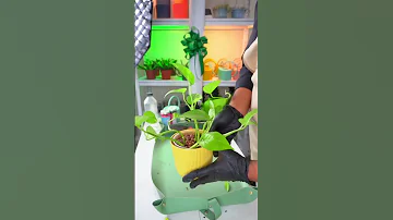 نقص شيلات الحديد في النباتات نباتي نباتات نباتات داخلية Plants نباتات منزلية 