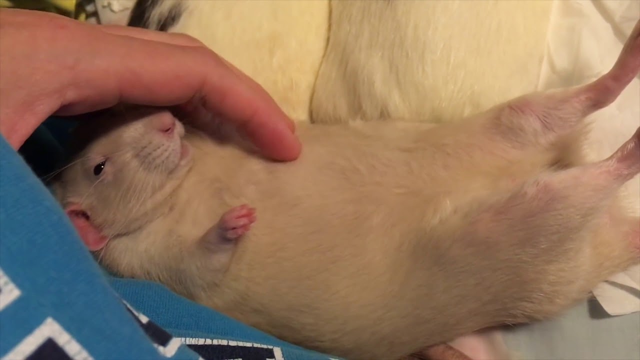 Download Rats are ADORABLE - Cute Rat Compilation!