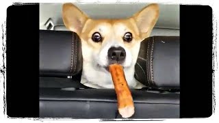 Я ЭТО ЛЮБЛЮ) Приколы с Животными Подборка | Funny Animals Compilation #641 Я ЭТО ЛЮБЛЮ) Приколы с Животными Подборка | Funny Animals Compilation #641