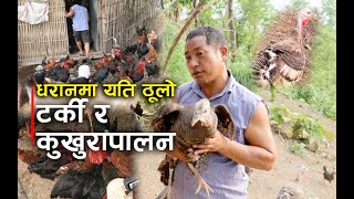 धरानको अनकन्टार जंगलमा टर्की, turkey farming in dharan nepal successful farmer story turkey palan
