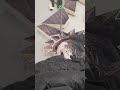 PRECISION ASMR CUTS ⚡ | 44 exact cuts to make a low-poly Wasteland Veteran Skull. 🪵 Aesthetic: Manc