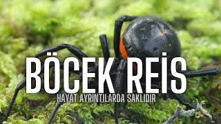 Her Yer Karadul  #BöcekReis (Steatoda)