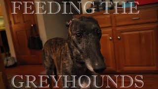 The Greyhound Feeding