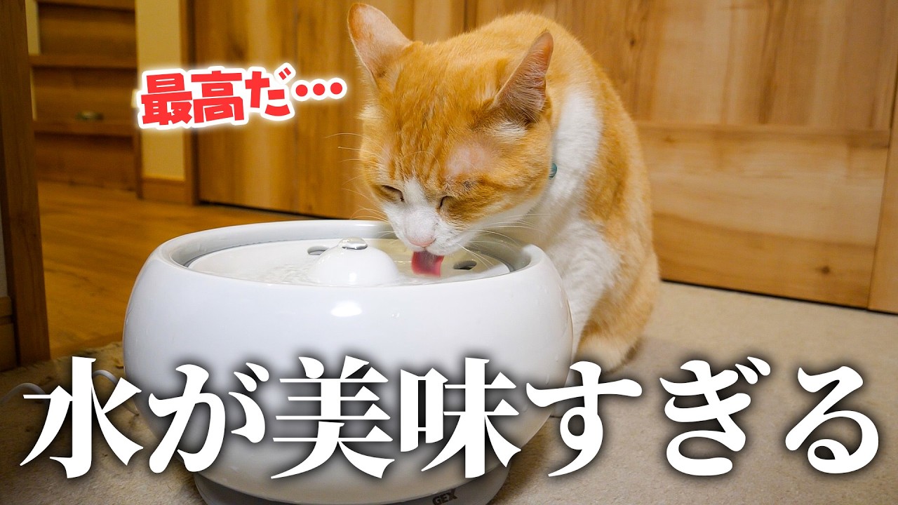 I'm going to give Robin, who loves water more than food, the best