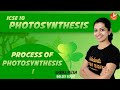 Process of PHOTOSYNTHESIS | Photosynthesis Class 10 ICSE Biology | Science | Vedantu 9 and 10