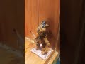 Freddy Fazbear #fnaf #shorts