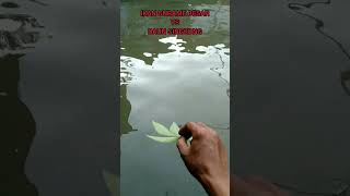 Ikan Gurame Besar Vs Daun Singkong #shorts