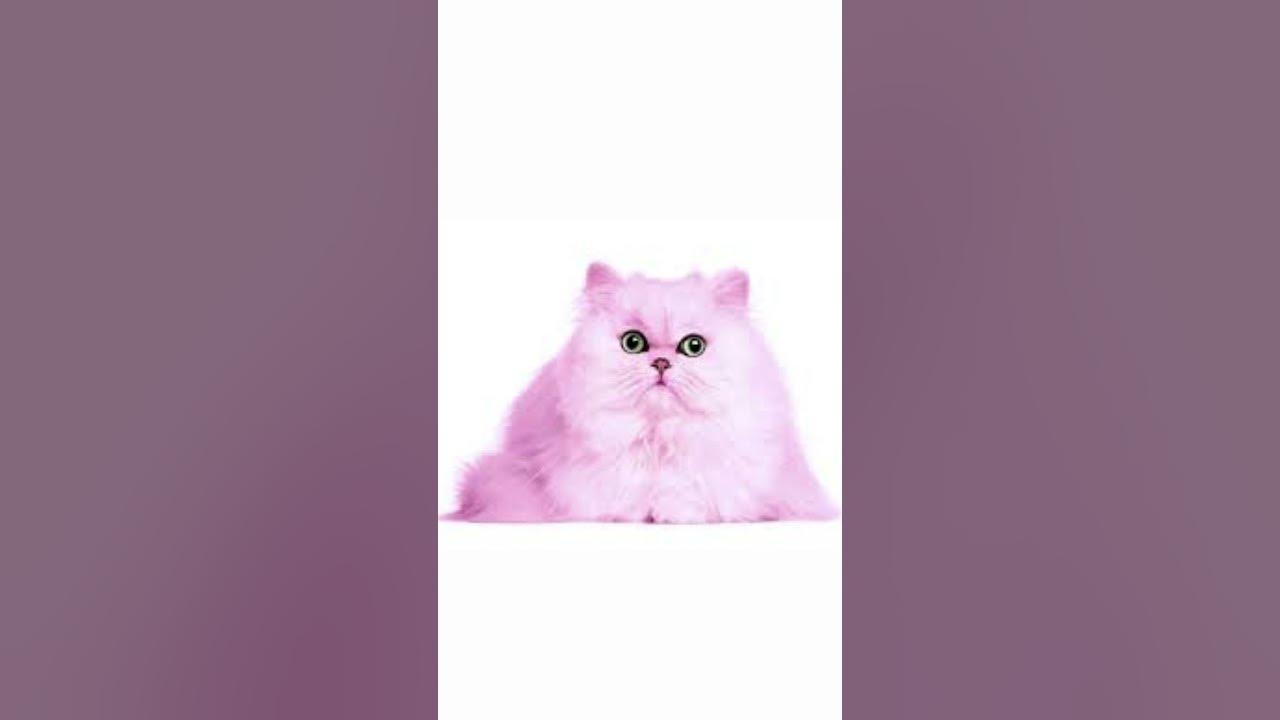 What is a pink cat worth shortvideo pinkcat cats youtube