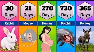 Animals  And  Human Pregnancy Period Comparison| Shortest To Longest Animals Gestation Period 