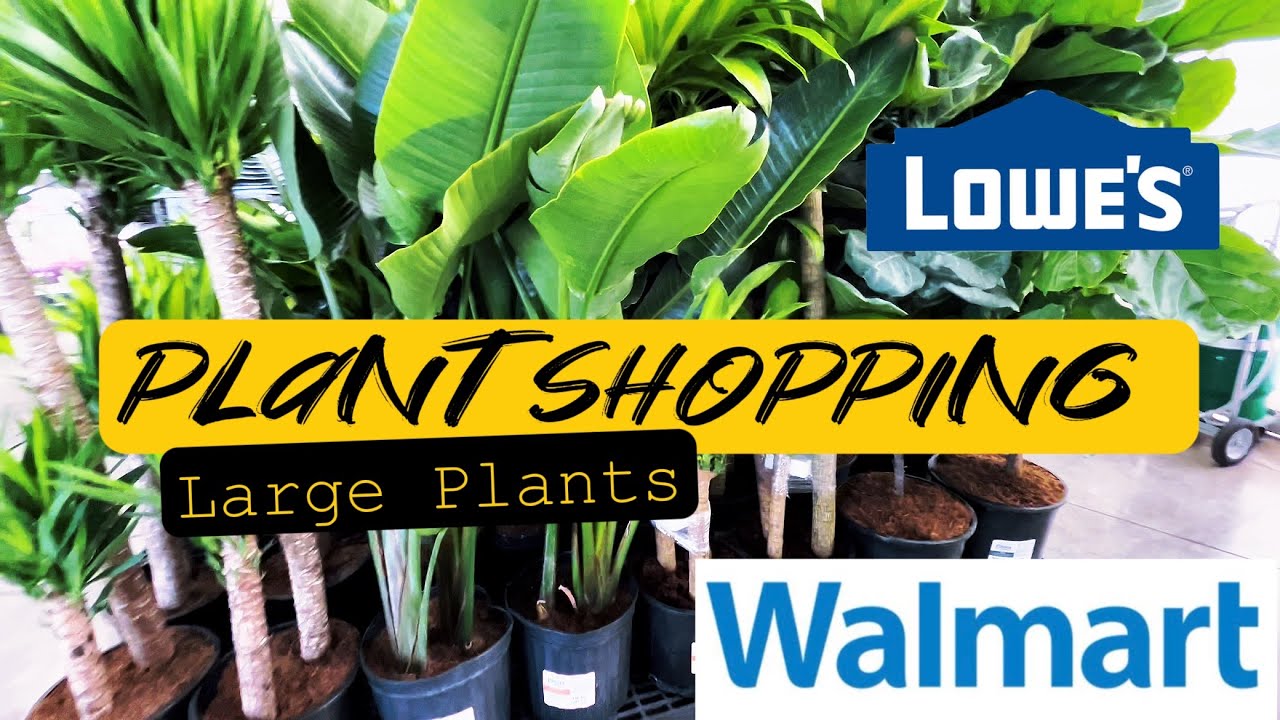 Plant Shopping Lowe’s and Walmart Large Plants YouTube