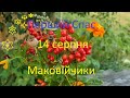 #ЯкезіллязібратинаПерший Спас, щоб родину захистити  від негативу? @ПозитиVIV збирає магічні трави