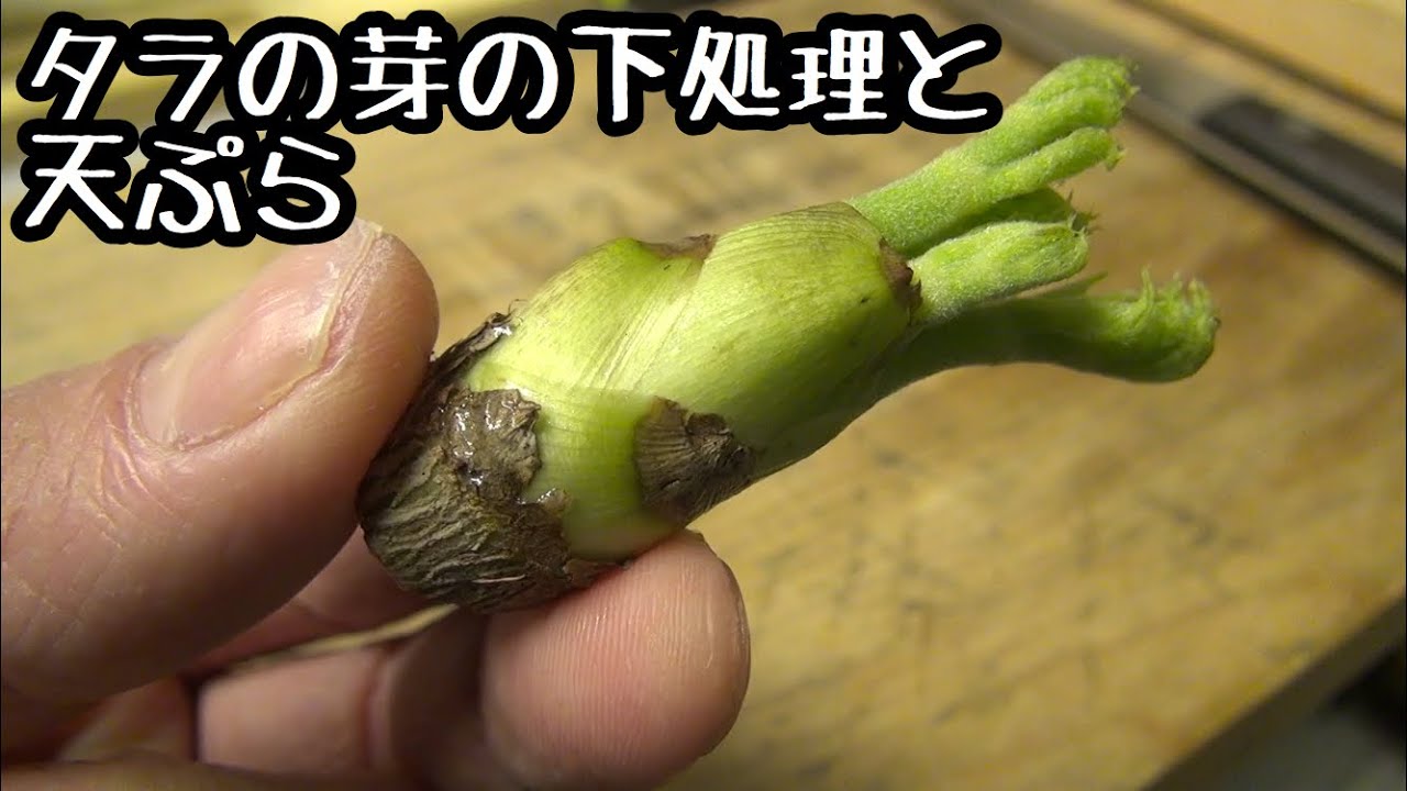 タラの芽の下処理と天ぷらの作り方 Youtube