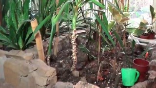 видео Кордилина: уход в домашних условиях, размножение, что делать, если сохнут листья, виды с фото