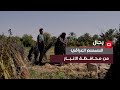 ام ميان تتحدث عن طريقة زراعة السمسم العراقي في محافظة الأنبار ام ميان تتحدث عن طريقة زراعة السمسم العراقي في محافظة الأنبار
