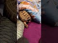 Schildkröte gräbt sich in Decke ein 💚 | 🐢 Viking Turtle Olaf #shorts