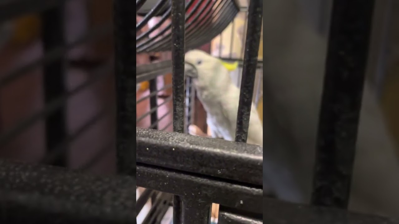 Talking cockatoo at Egyptian Parrot Pet Shop YouTube