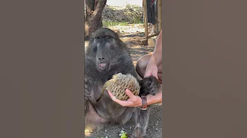 This Baboon Has Insane Reflexes Funnyanimals Animals Animallover 