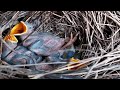 #Ep42 Mother myna birds Love to raise in the nest [ Review Bird Nest ]