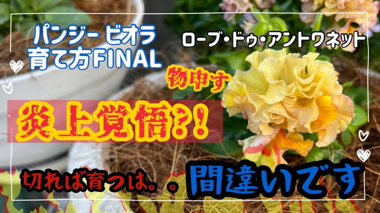 パンジービオラ 購入後すぐの切り戻しは本当に必要 切ってください はもう古い 高級パンジーをちゃんと育てる Fainalではなくてfinal 笑 Youtube パンジービオラ 購入後すぐの切り戻しは本当に必要 切ってください はもう古い 高級パンジーをちゃんと育てる Fainalではなくてfinal 笑 Youtube
