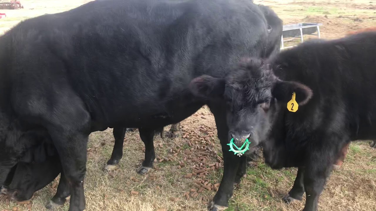 Feeding Black Angus Cattle Texas Farm