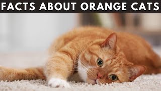 10 Facts About Orange Cats You Didn't Know