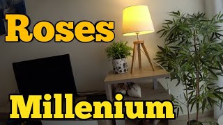 Обзор Roses Millennium Appartements на русском языке