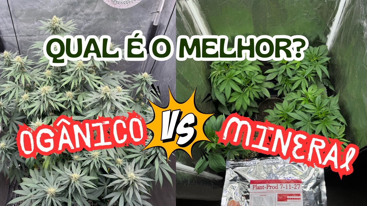 SOLO ORGÂNICO VS SOLO MINERAL: QUAL É O MELHOR PARA CULTIVAR MACONHA?
