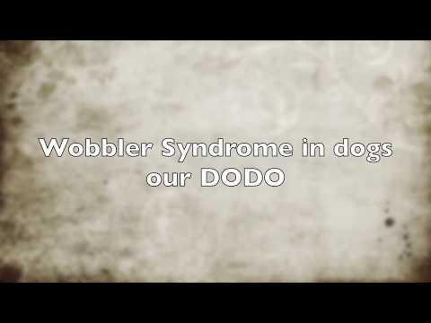 ቪዲዮ: Wobbler Syndrome በ ውሾች ውስጥ