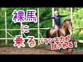 裸馬に乗る！ダンちゃんに鞍無しで乗ってみた