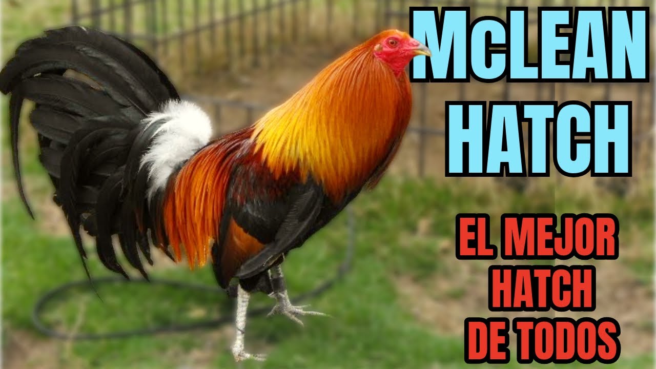 McLEAN HATCH.... EL ORIGEN e HISTORIA