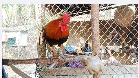 Kuv Coj nej mu saib peb cov qaib Dib thiab Aaub raws kauv thiab mab thiab noog qaib os