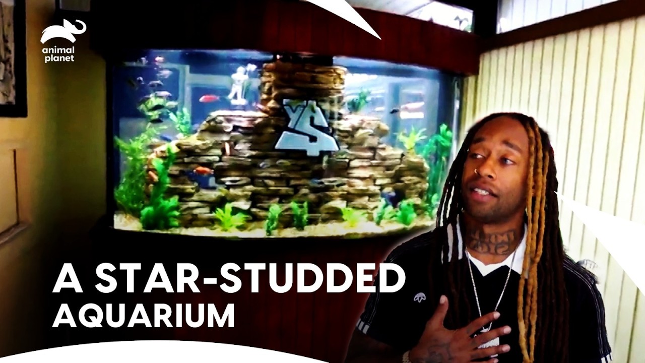American singer Ty Dolla Sign Spectacular Fish Tank Installation | Tanked | Animal Planet
