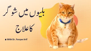 Treatment of diabetes in cats | How to tell if your cat is diabetic | Aliyan Vets