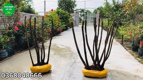 Hai bụi hoa sim tím vừa ở rừng về.Giao lưu đến các bác