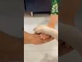 Rishte pyaar se bante hai ❤️ || Labrador|| #shorts #viral #trending #love #labrador #dog #cute