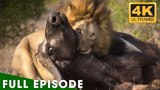 THE GREAT MIGRATION | Africa's Deadliest River Crossing (Full Episode) | Lion Documentary