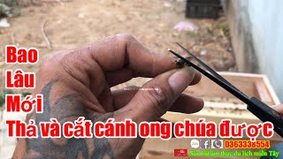 Hướng Dẫn Thời Gian Bao Lâu Mới Được Cắt Cánh Ong Chúa Cho Người Mới Bắt Về Nuôi