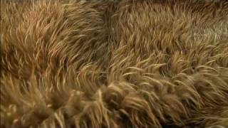Feather signatures  Tales from Te Papa episode 17
