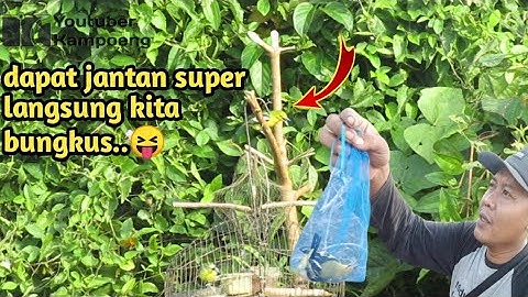 mikat burung sirtu jantan dapat yang super ganas 😲