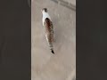 Temple run IRL ☠️|Temple Run IRL ☠️ Cat Edition 🐱💨|cat adventure #cat #funny #gaming #cute #shorts#