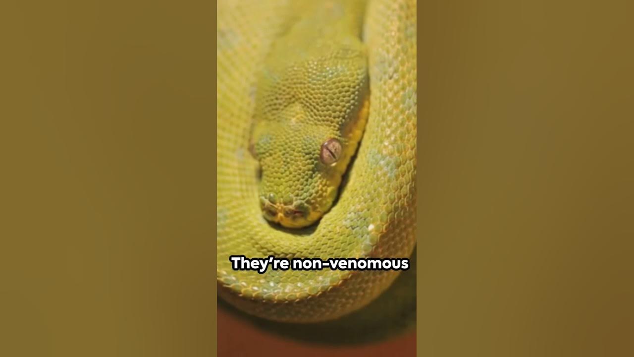 Anacondas snake Vs Python snake unbelievable fact animal wildlife 
