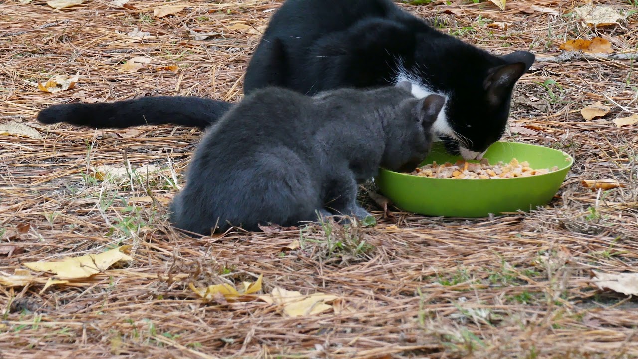 What's to be done about Feral cats? YouTube