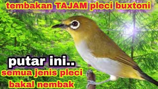 Download Lagu Pleci Buxtoni Nembak Ngalas Ampuh Buat Terapi Pleci Malas Bunyi MP3