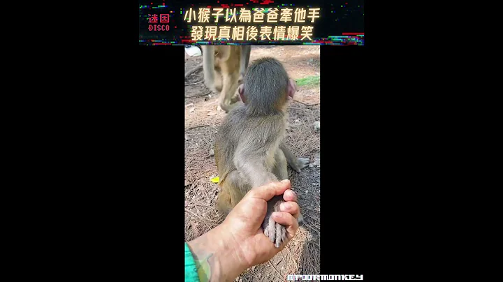 小猴子以为爸爸牵他手，发现真相后表情爆笑 #shorts - 天天要闻