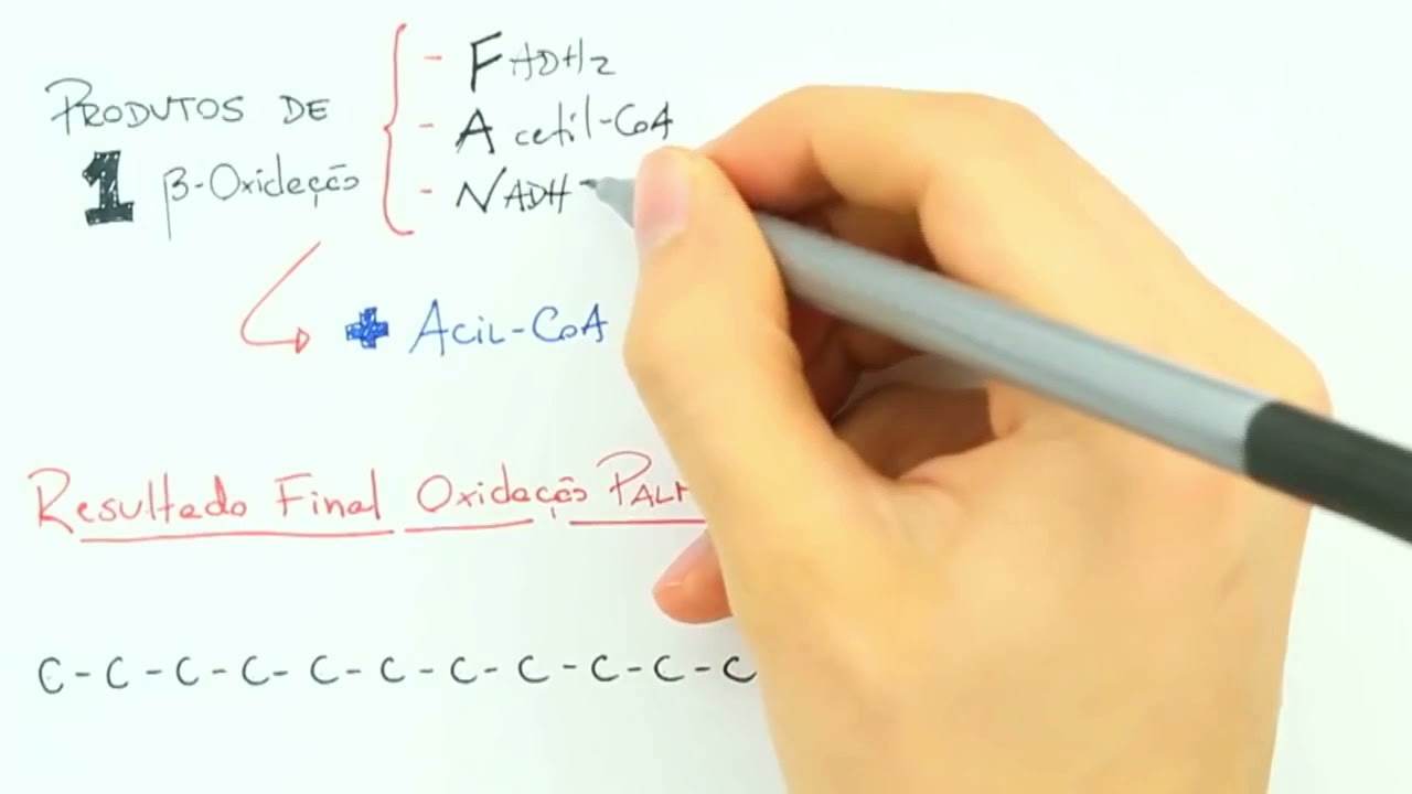 Quando Ocorre B-Oxidação?