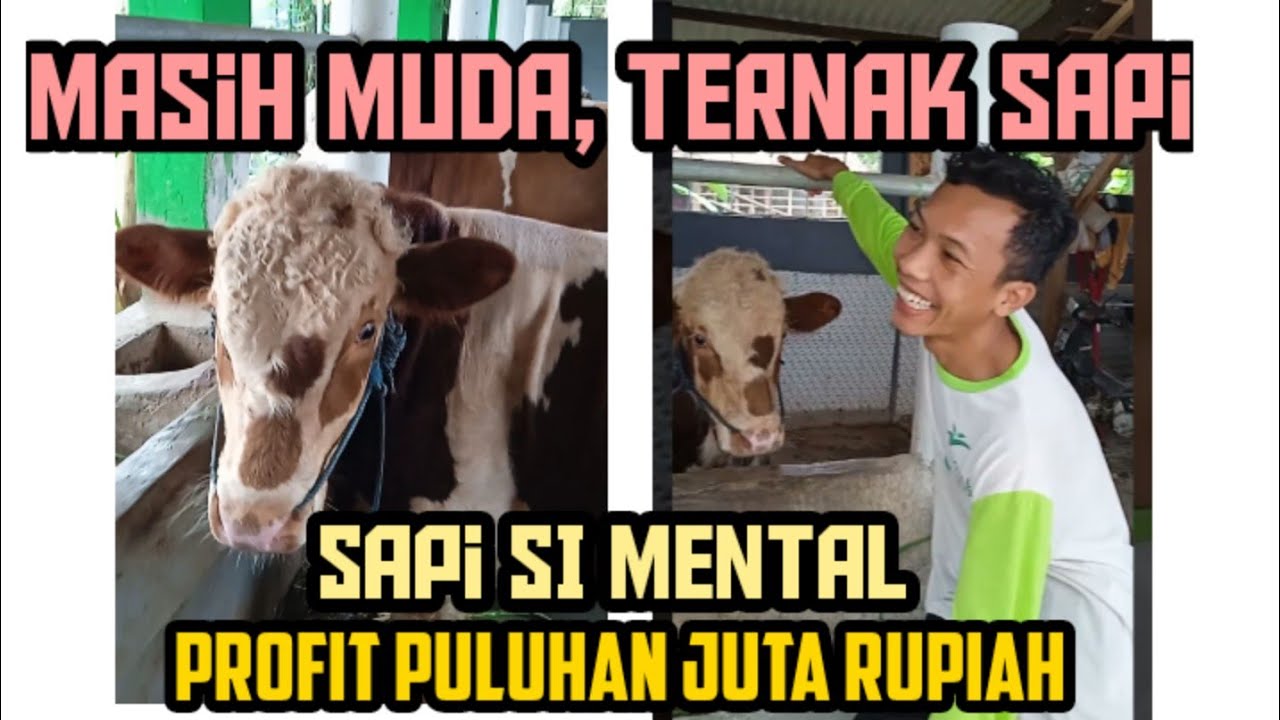 Anak Muda ini Kembangkan Sapi SI MENTAL profit Puluhan Juta| Budidaya
