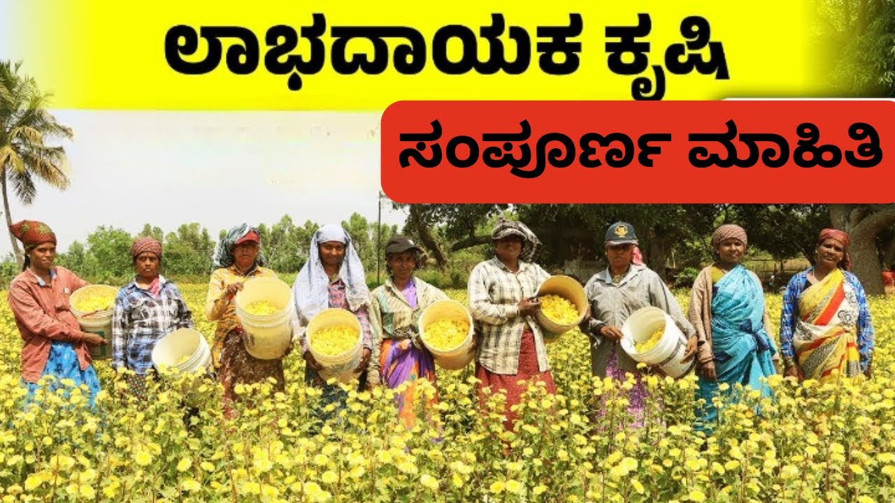 ಉತ್ತಮ ಆದಾಯ ಸಿಗುವ ಸೇವಂತಿಗೆ ಹೂವಿನ ಕೃಷಿ | ಮಾರುಕಟ್ಟೆಯಲ್ಲಿ ಬೃಹತ್ ಬೇಡಿಕೆ | Sevanthige  Farming In Kannada