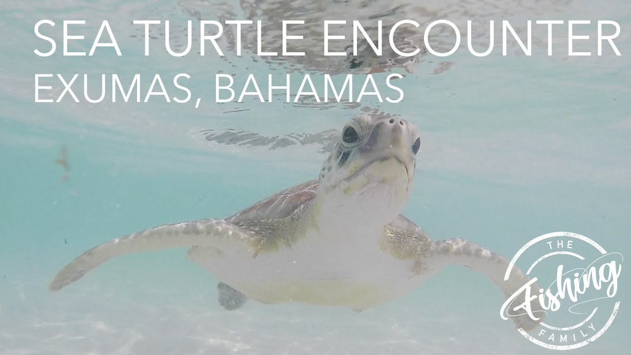 SAVE THE TURTLES SKSKSK Swimming with Sea Turtles of Hooper's Bay